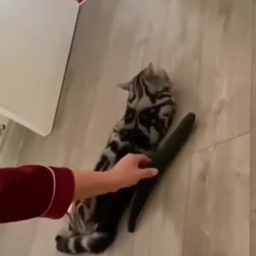 OMG So Cute Cat Video ❤ #cat #kittens #short