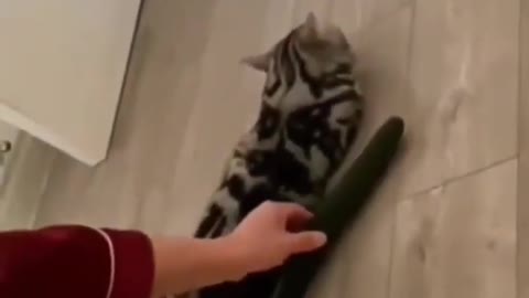 OMG So Cute Cat Video ❤ #cat #kittens #short
