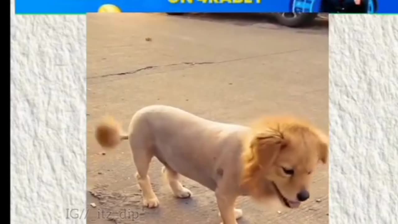 Funny hair cut dog 😅