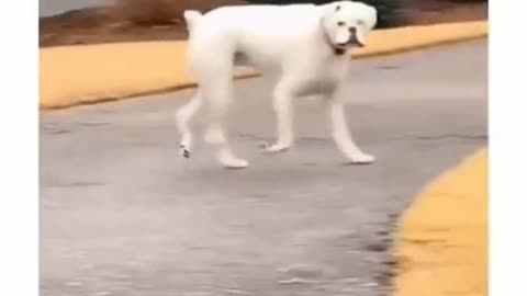 A dog's daily routine