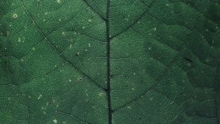 On Virtuous Decentralized Collective Intelligence