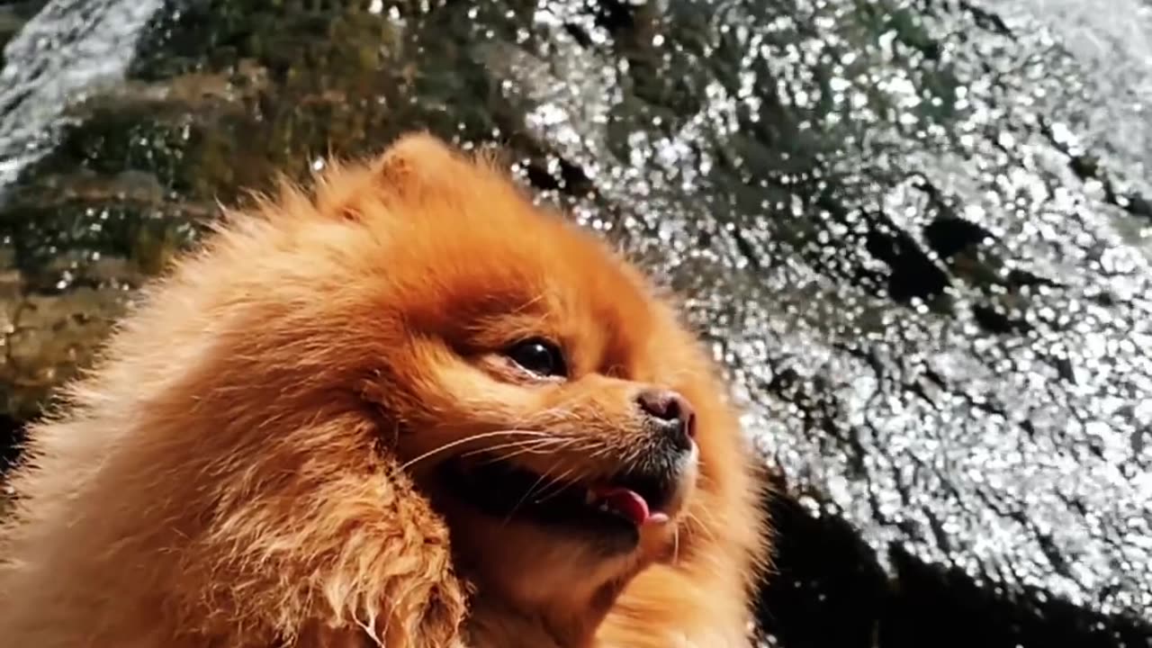 The beautiful dog with waterfall