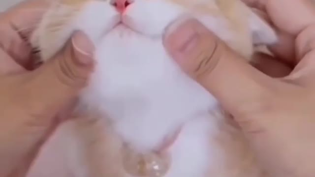 So cute citten chick