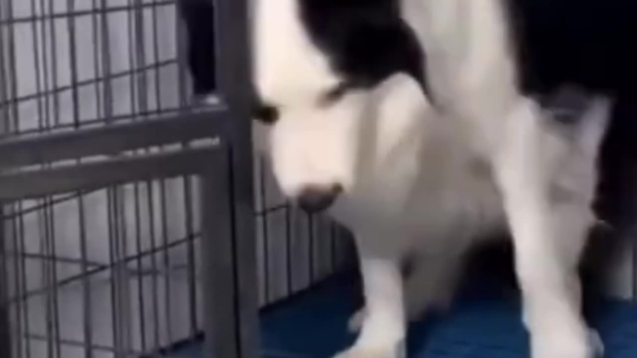 Dogs reaction after a terrible seen