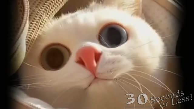 WARNING: Best FUNNY CAT videos!!(30 seconds or less)