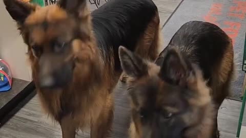 Dogs wait for permission to Take treats