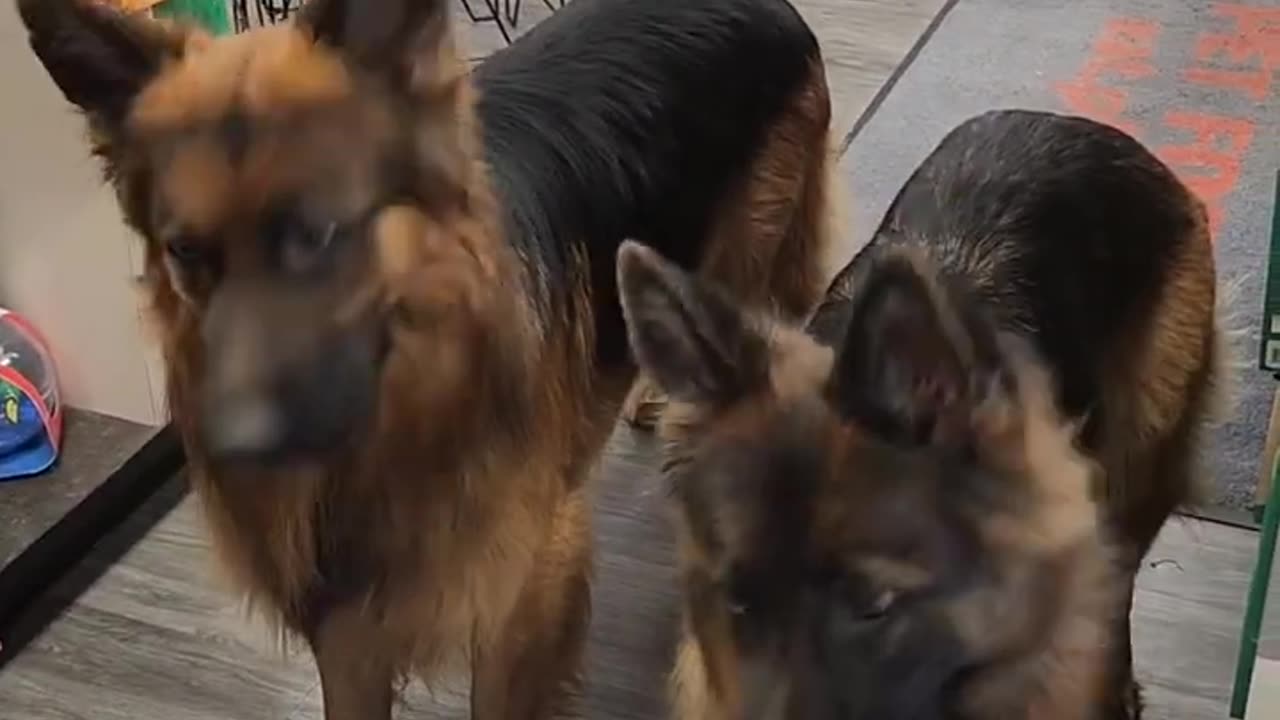 Dogs wait for permission to Take treats
