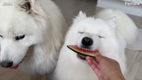 Funny Differences Between Female And Male Samoyeds!