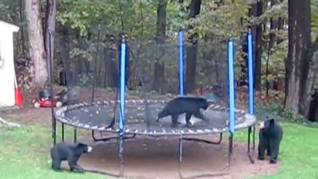 Bear and her cubs playing on our trampoline and in the treehouse in CT! - Medium.m4v