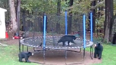 Bear and her cubs playing on our trampoline and in the treehouse in CT! - Medium.m4v