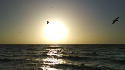 Seagulls dance with the sunset