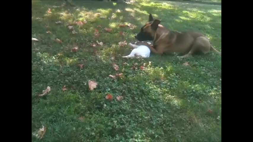 Puppy "attacking" bigger dogs compilation