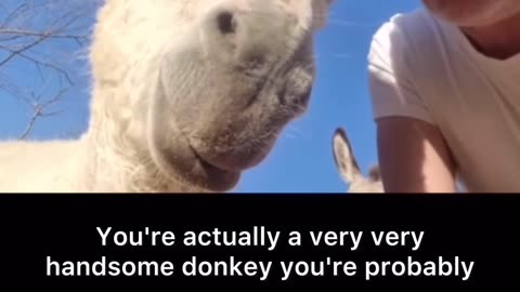 News Break: Donkey Looks at himself