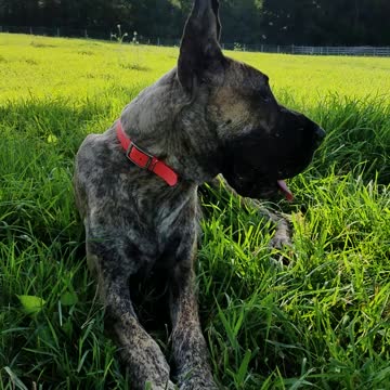 Itchy dog photobombs picture