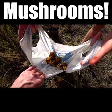 Picking Wild Mushrooms
