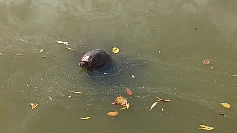 Turtle and geese