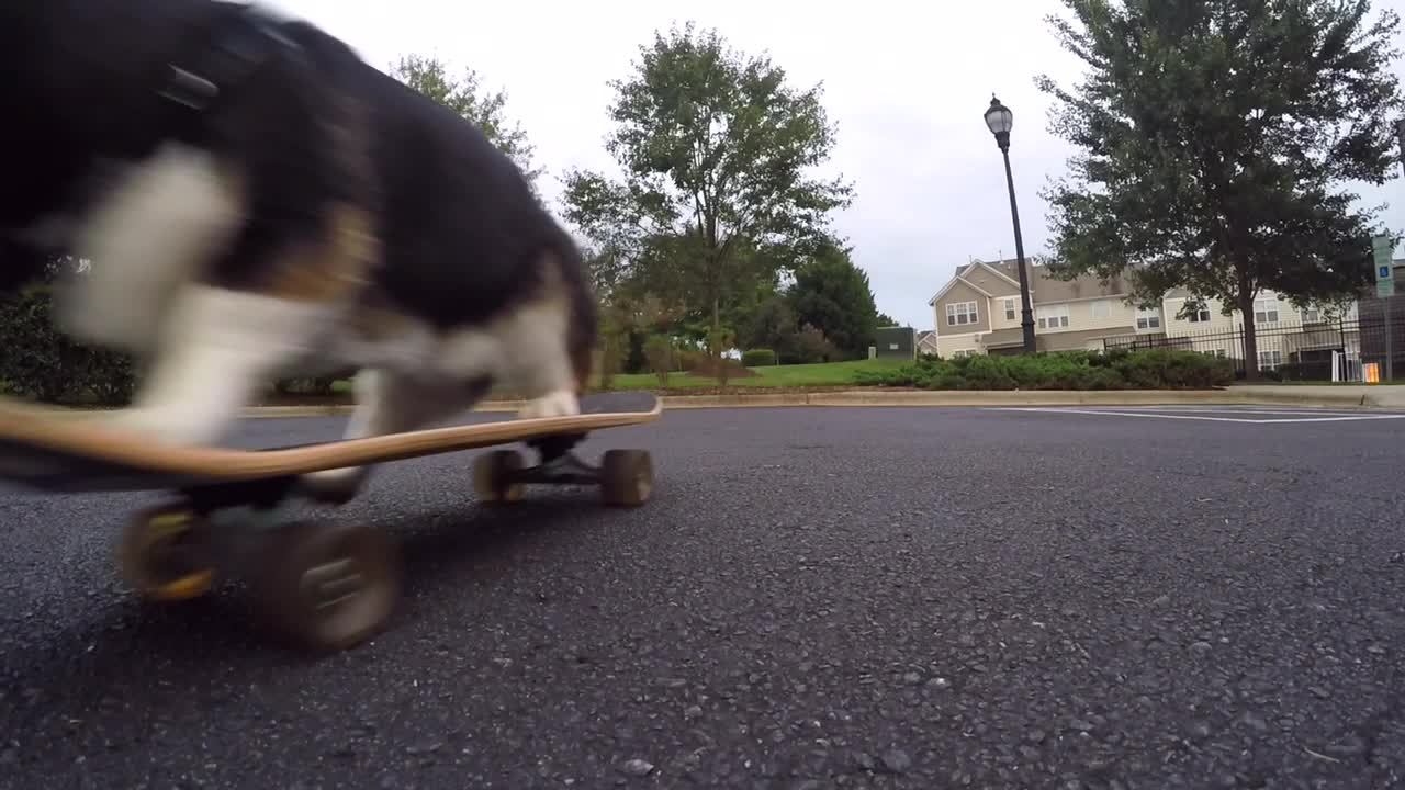 Talented Corgi is a skateboarding machine!