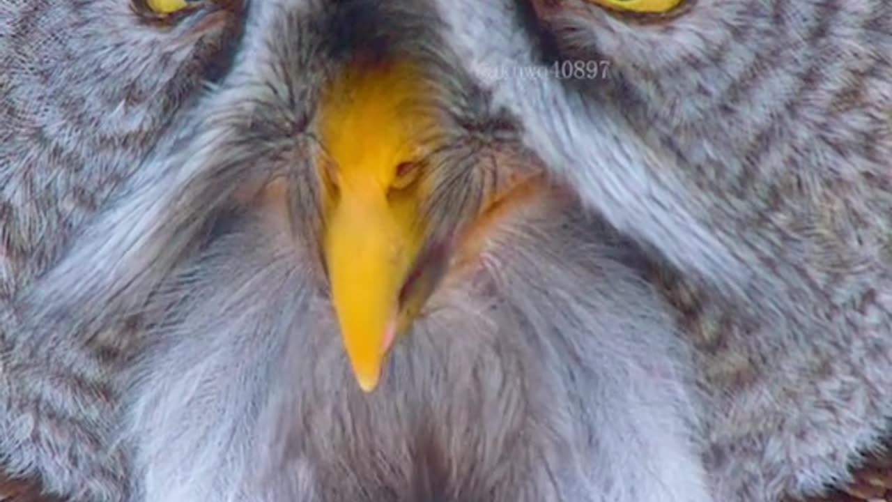 Owl attack on rabit