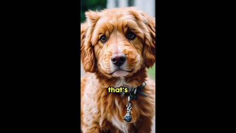 The Goldendoodles Dog Theory