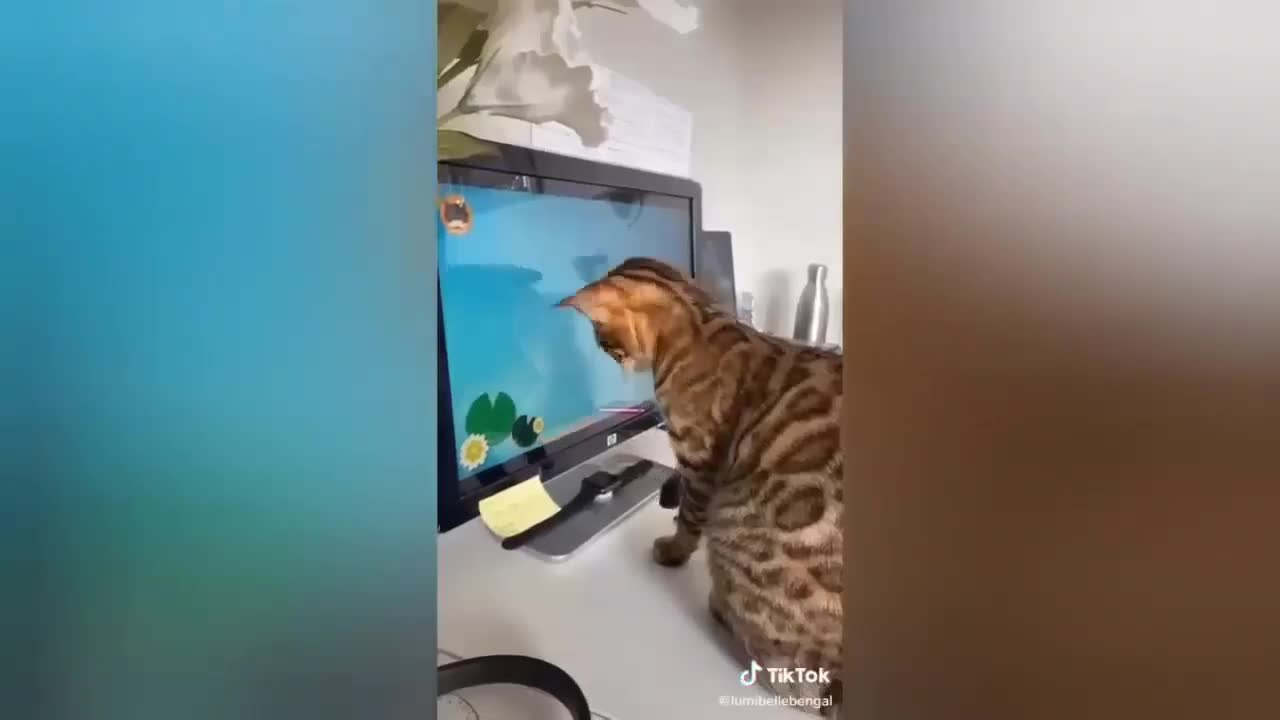 watching cat