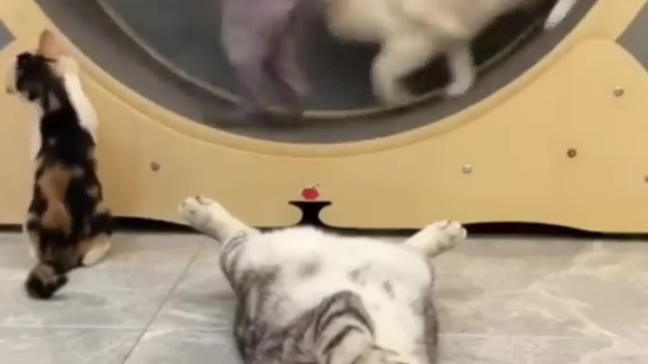 Amazing Funny Cats Trending Clips😍