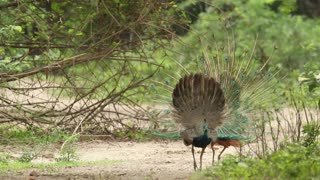 Burung merak