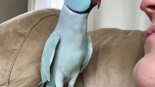 Heart shapped wings means a happy loving bird, even when mom tries to eat him