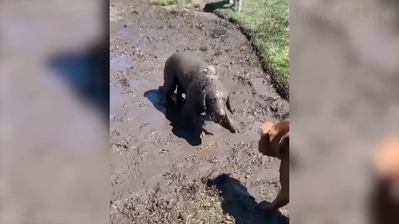 Three minutes of Funny Animals.