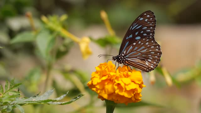 Yellow flower butterfly