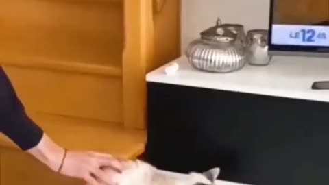 Funny animal video |funny video| try not to laugh#animalLovers#funnyanimal