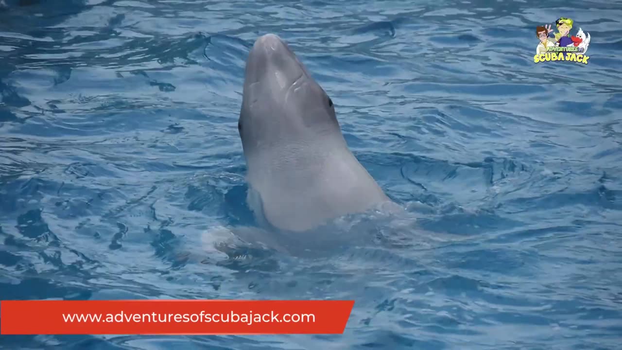 Beluga Whales Video for Kids