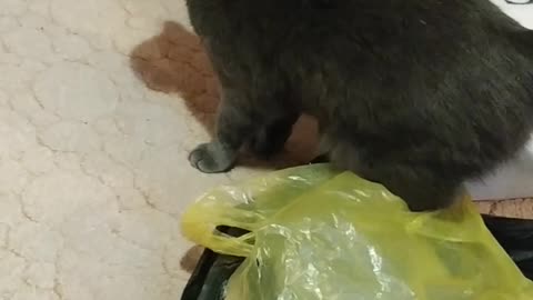 The cat left the house