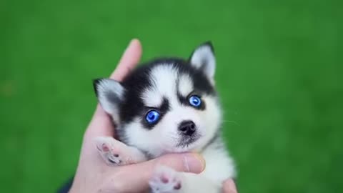 Micro Husky Puppy ''Real look in his Eyes'