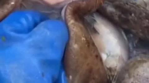 Ghost face fish