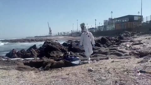 Hundreds of dead birds wash up on Chilean beach