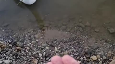 Swan Snaps its Beak and Makes Scary Noise While Eating From Guy's Hand