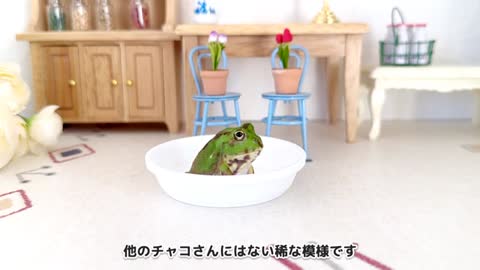 【c126】「もう結構です。」ごはんをお断りするカエルが可愛すぎる【チャコガエル/ Chaco horned frog】