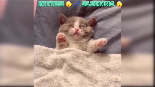 Cuttest Kitten 😸 Sleeping 😴 💤