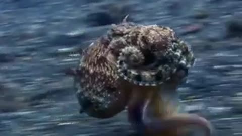 Moonwalk octopus