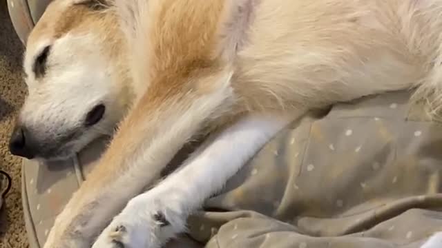 Bean the Dog Makes Strange Noises in Sleep