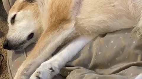 Bean the Dog Makes Strange Noises in Sleep