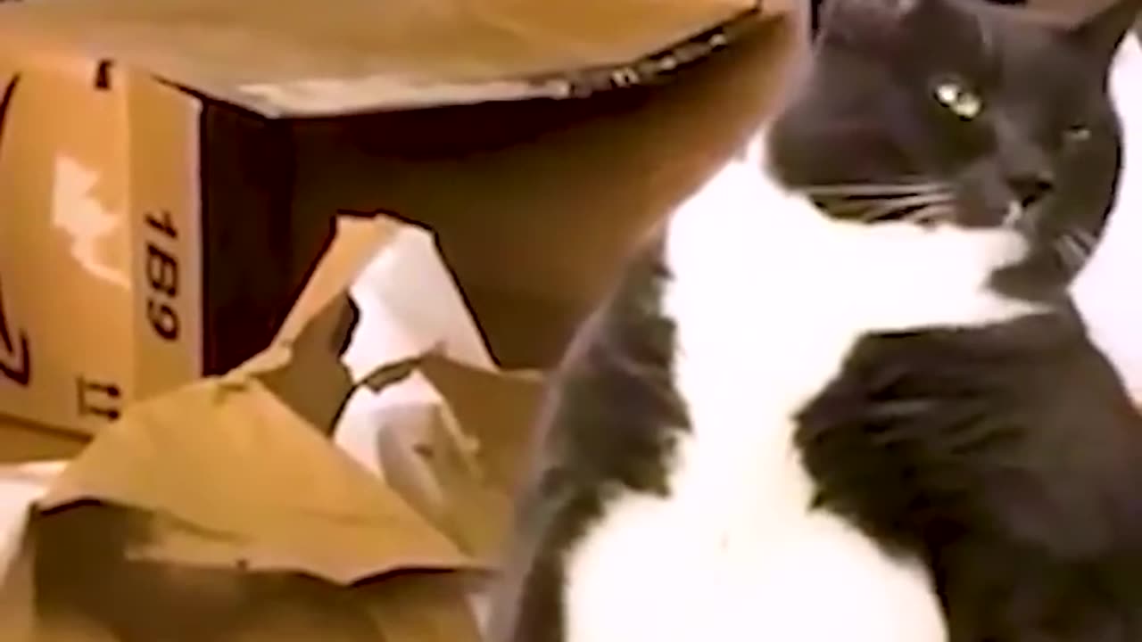 Cats having too much catnip 😆- Funny cats videos 🐱 #shorts #funny