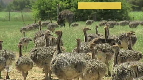 Ostrich Riding