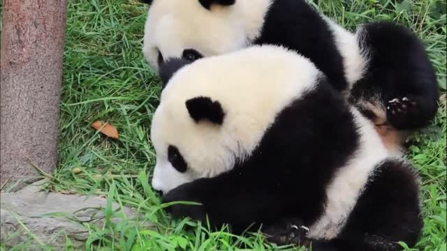 Panda waiting for babysitter to give milk