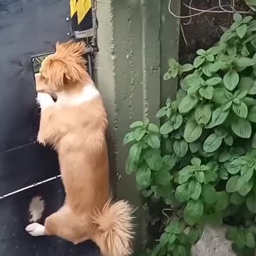 guarddog gatekeeper sightseer dogtraining