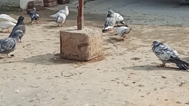 Beautiful pigeons