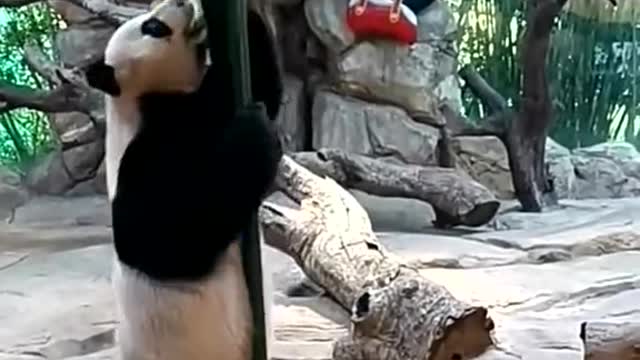 if you like panda please follow me