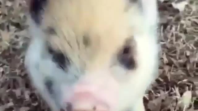 Black spotted pig