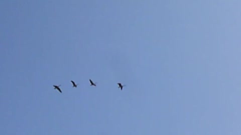Geese fly over as airplane flies nearby.