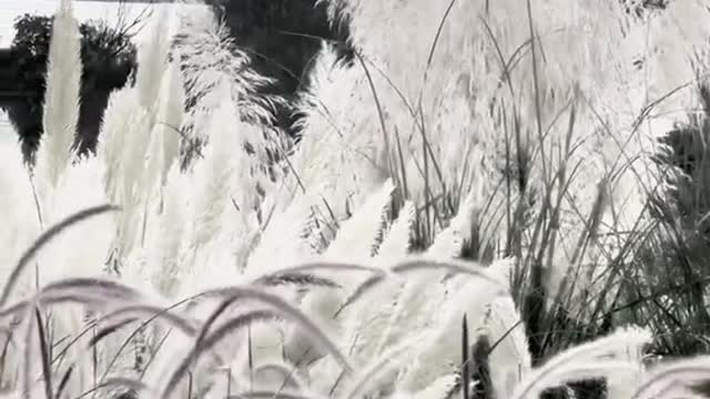 # autumn # wind # grass # foryou # # beauty # fscenery # sunset